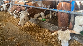 Stočarstvo pred kolapsom